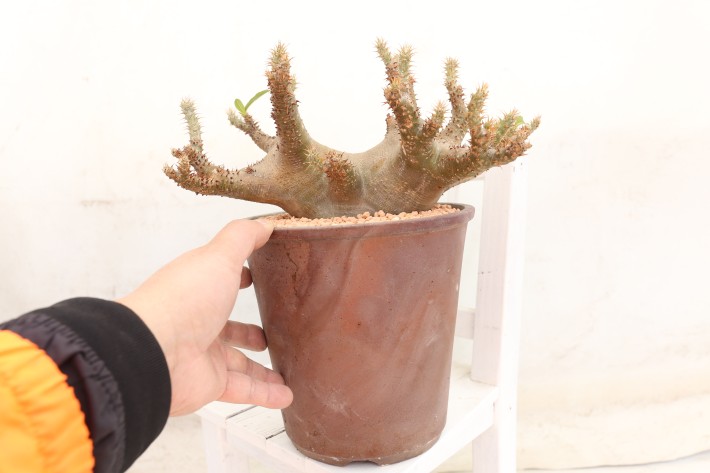 送料無料】マカイエンセ パキポディウム 輸入球 A3840｜多肉植物