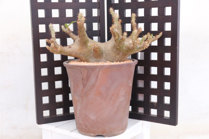 送料無料】マカイエンセ パキポディウム 輸入球 A3840｜多肉植物