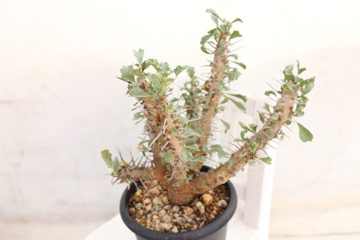 サルコカウロン サルコカウロン クラシカウレ大株/Sarcocaulon