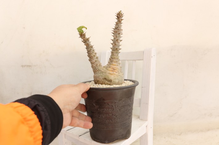 ウィンゾリー