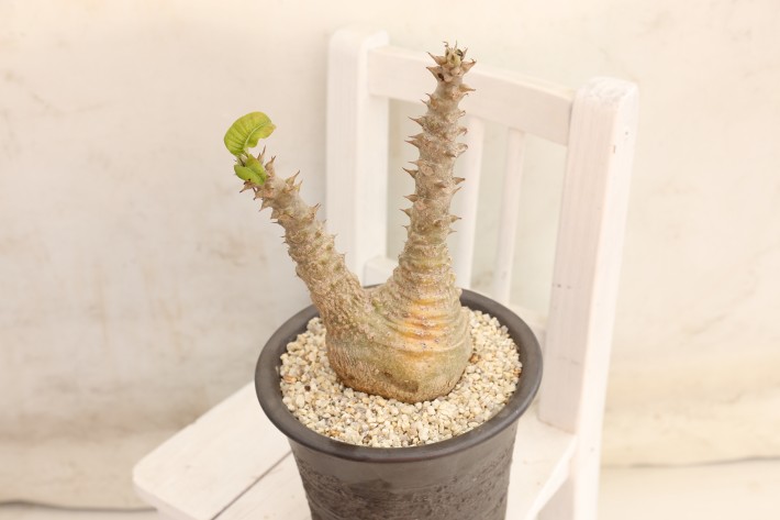 ウィンゾリー