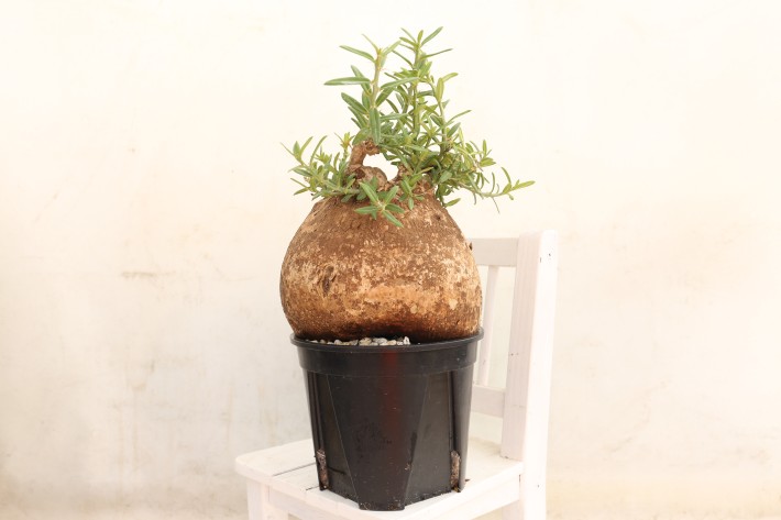 ビスピノーサム