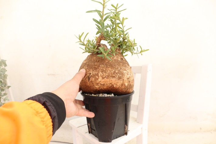 ビスピノーサム