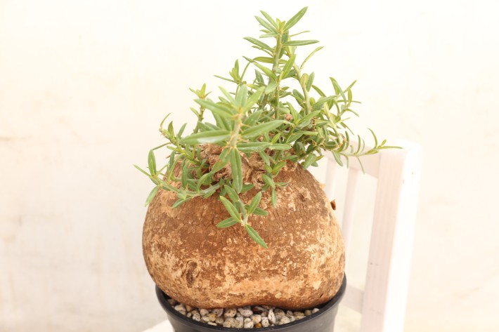 ビスピノーサム