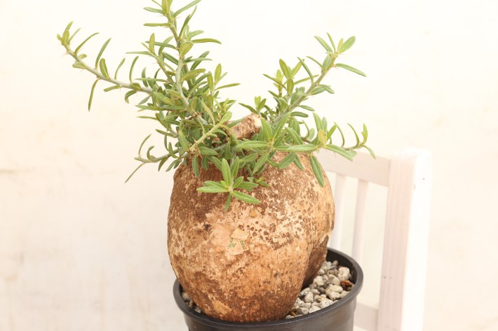 ビスピノーサム