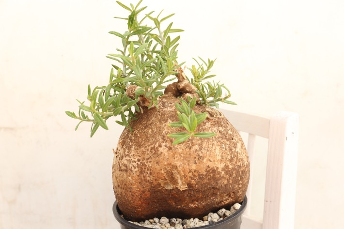 ビスピノーサム