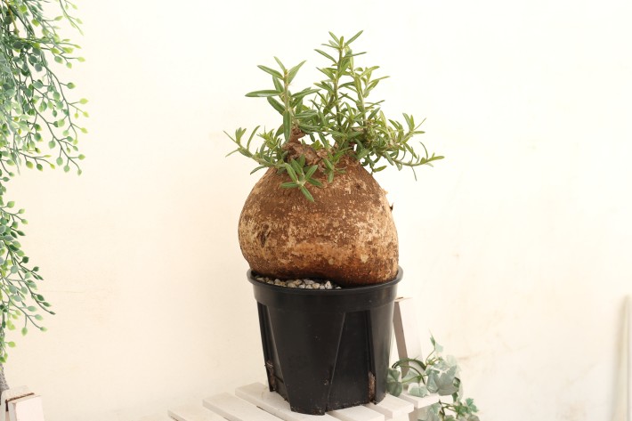 ビスピノーサム