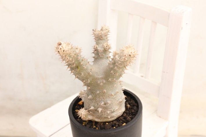 恵比寿大黒