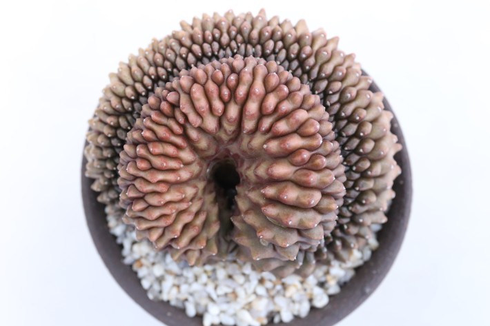 ミハノビッチ無刺綴化