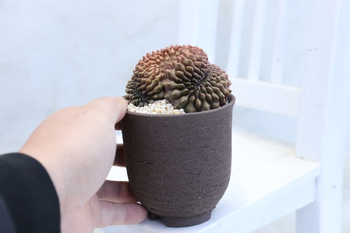 ミハノビッチ無刺綴化