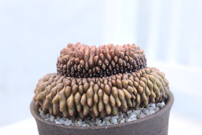 ミハノビッチ無刺綴化