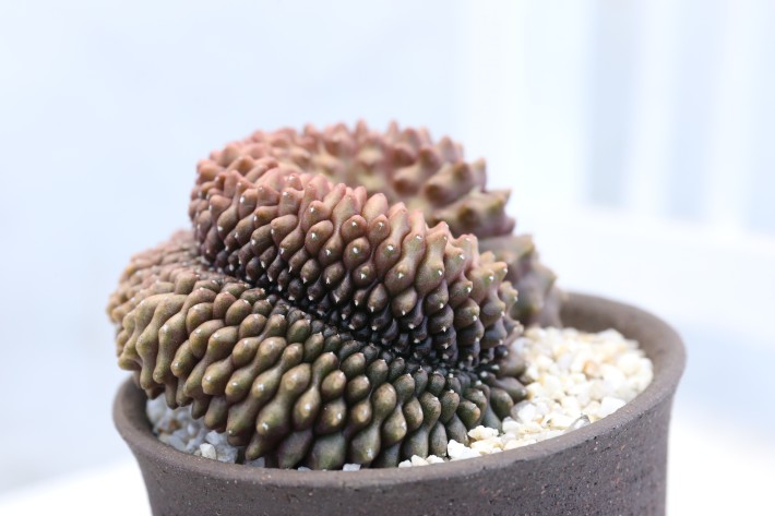 ミハノビッチ無刺綴化