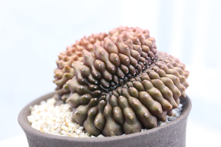 ミハノビッチ無刺綴化