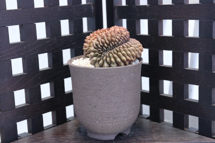 ミハノビッチ無刺綴化