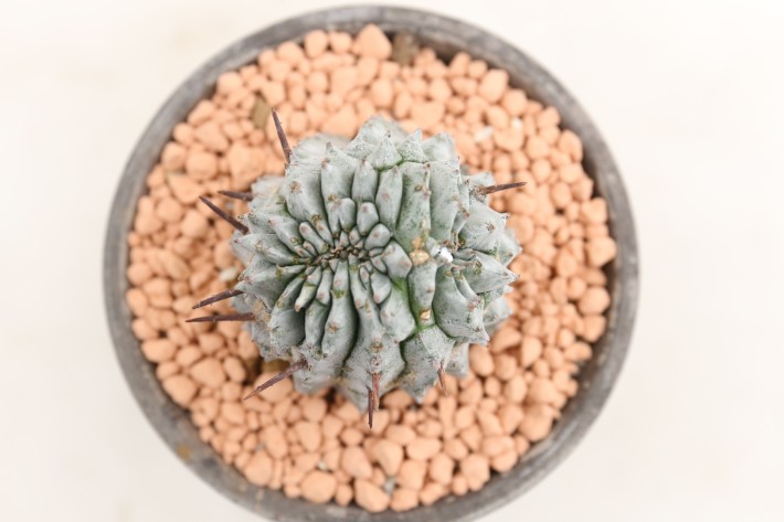 ホリダモンスト