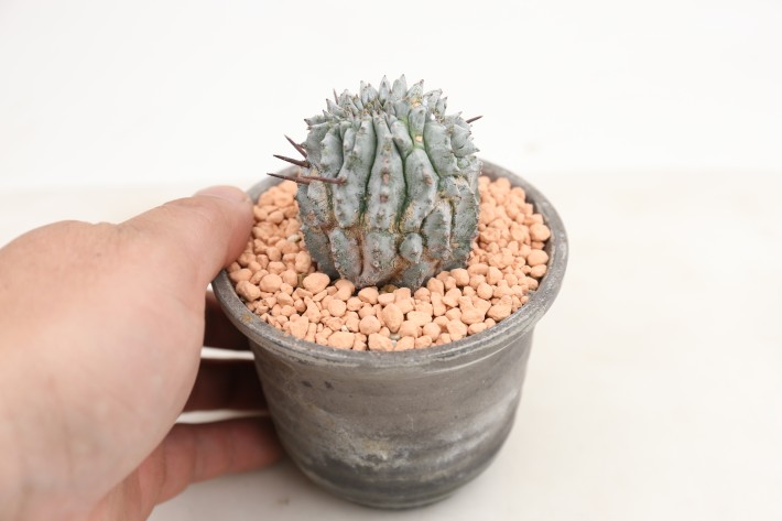 ホリダモンスト