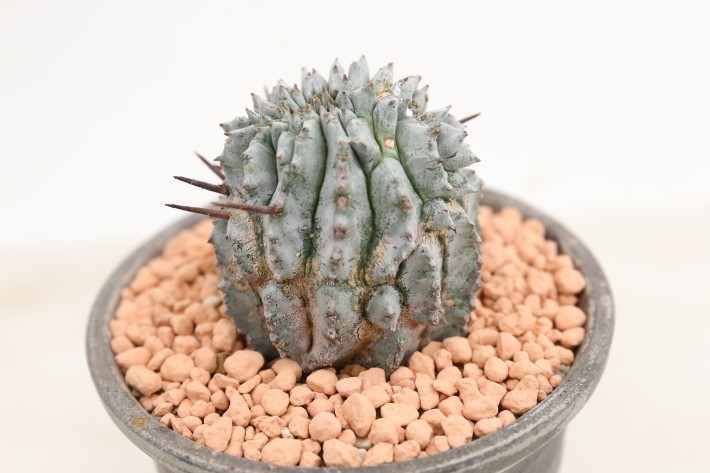 ホリダモンスト