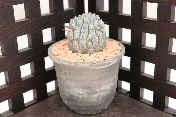 ホリダモンスト