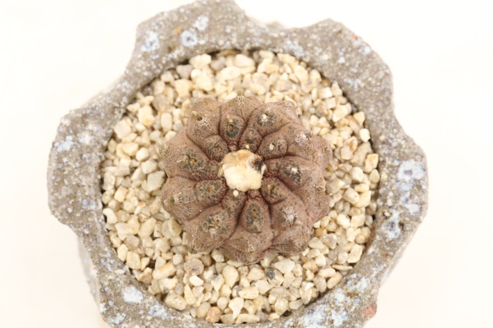 リザードスキン