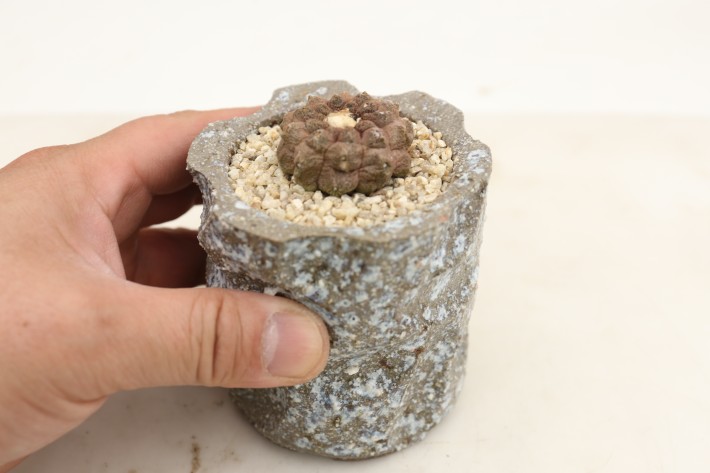 リザードスキン