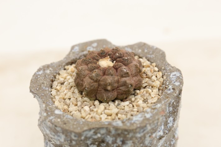 リザードスキン