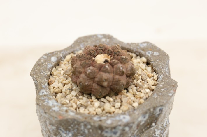 リザードスキン