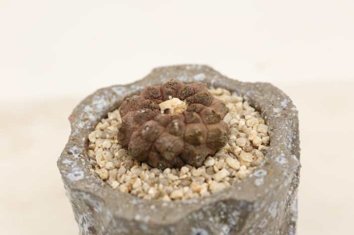 リザードスキン