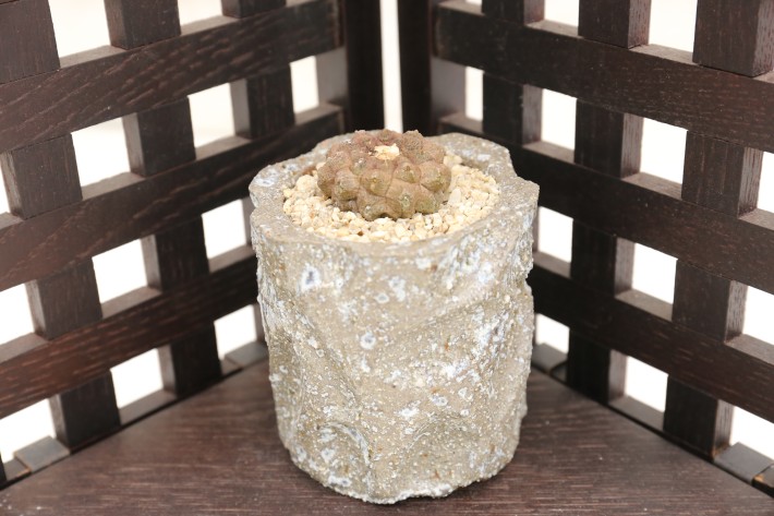 リザードスキン