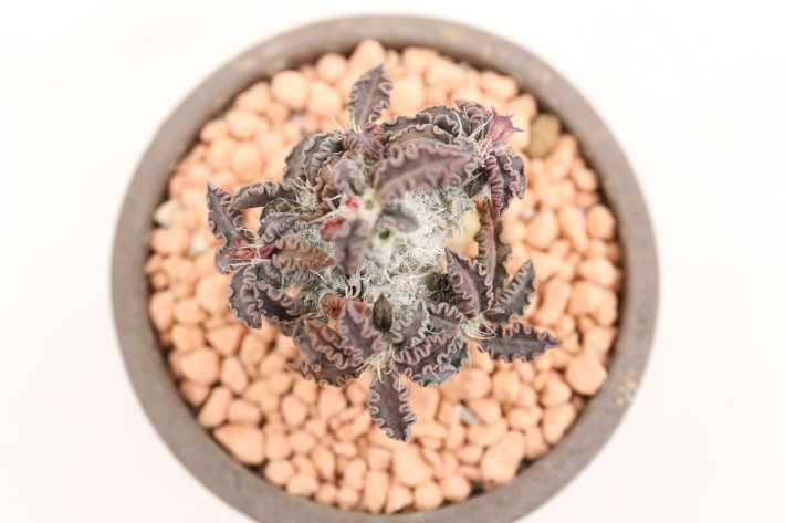 トゥレアレンシス