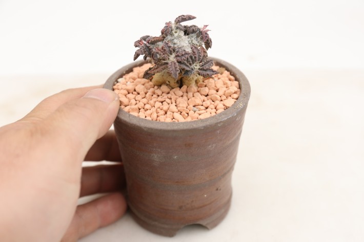 トゥレアレンシス