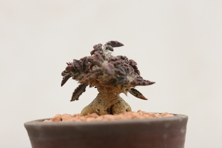 トゥレアレンシス