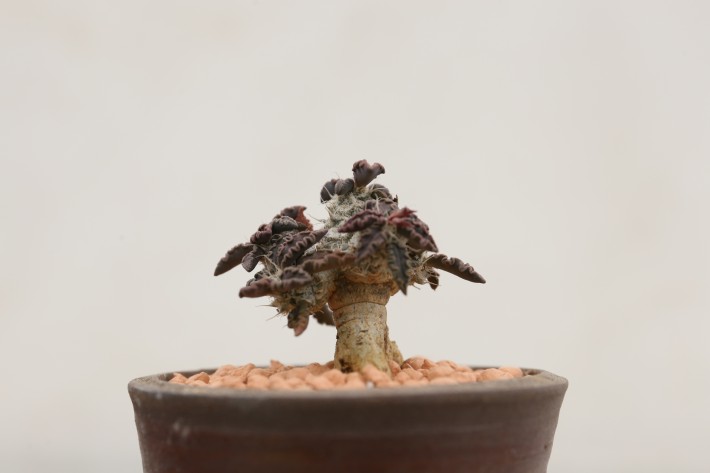 トゥレアレンシス