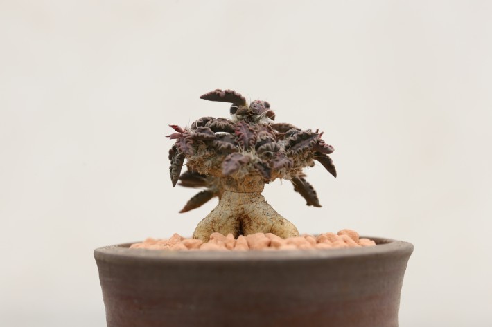 トゥレアレンシス