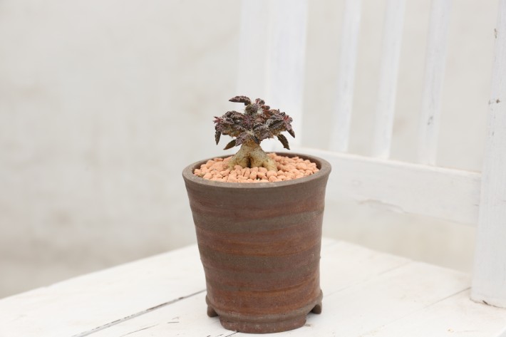 トゥレアレンシス