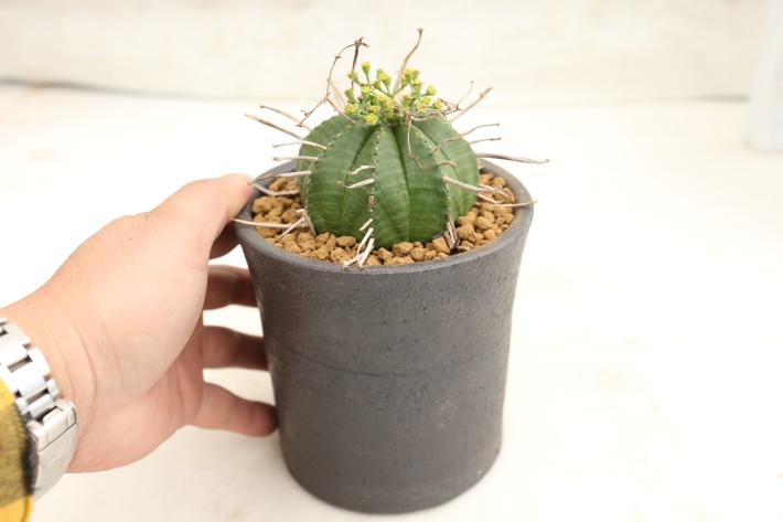 バリダ