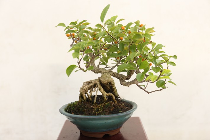 イワツルウメモドキ