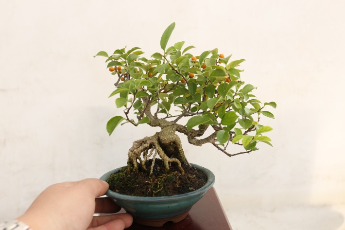 イワツルウメモドキ