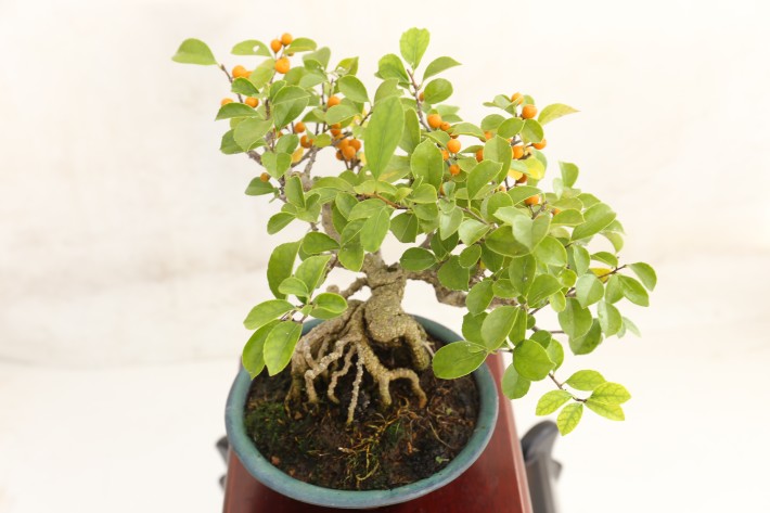 イワツルウメモドキ