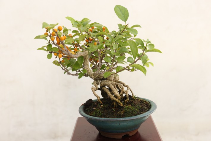 イワツルウメモドキ