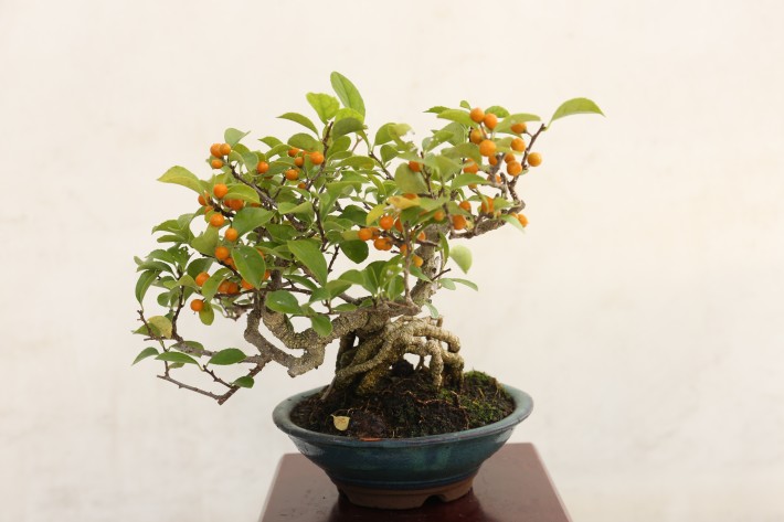 イワツルウメモドキ