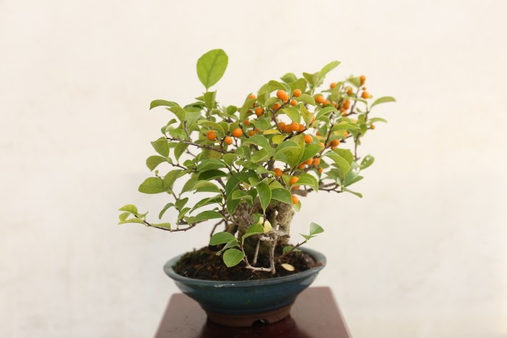 イワツルウメモドキ