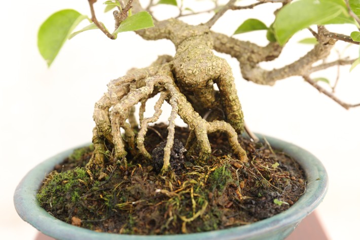 イワツルウメモドキ