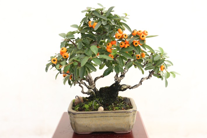 タチバナモドキ