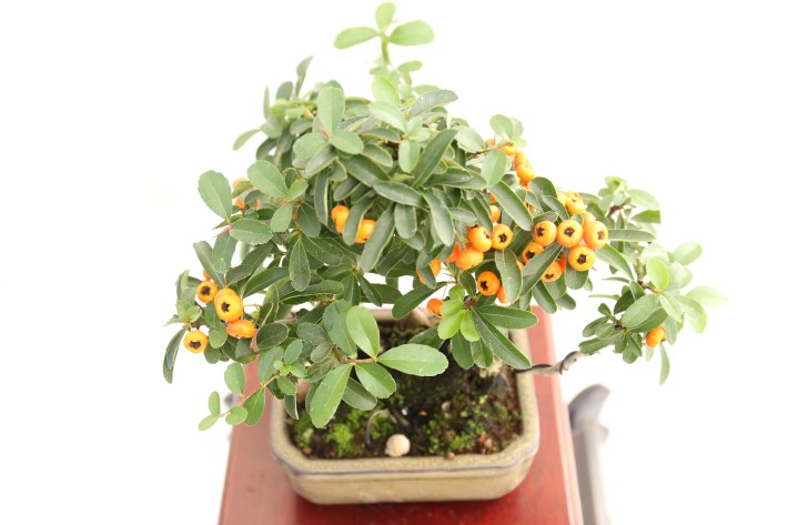 タチバナモドキ