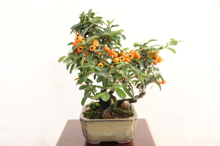 タチバナモドキ