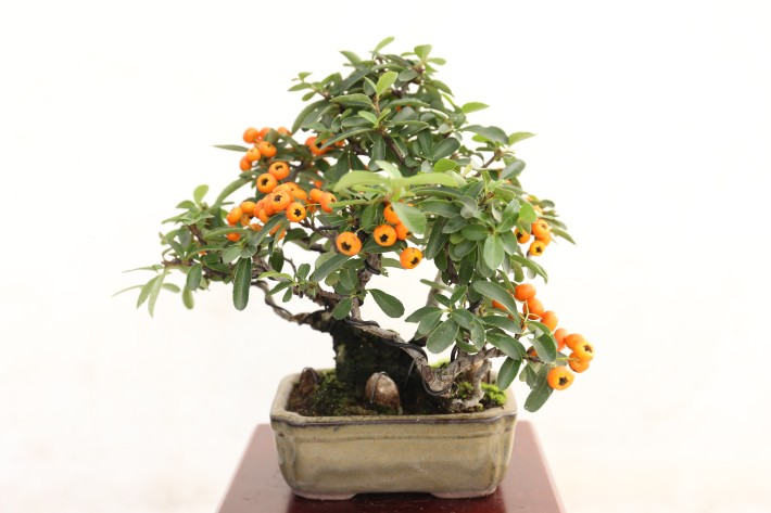 タチバナモドキ