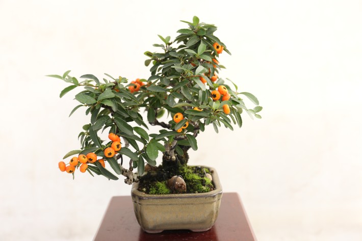 タチバナモドキ