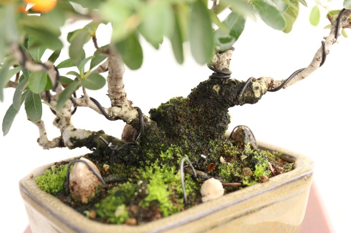 タチバナモドキ