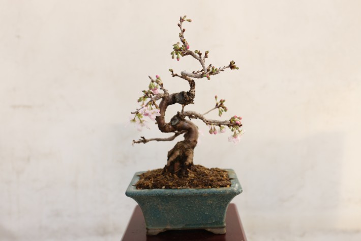 ジュウガツザクラ