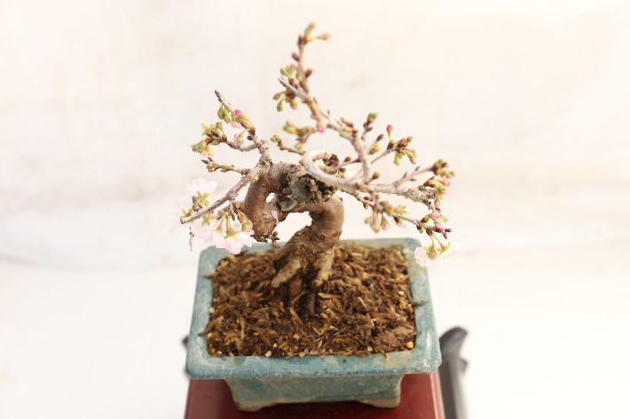 ジュウガツザクラ